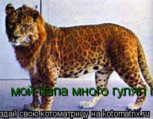 Котоматрица: мой папа много гулял по кошкам