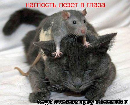 Котоматрица: наглость лезет в глаза
