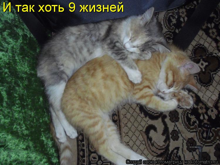 Котоматрица: И так хоть 9 жизней