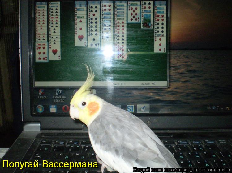 Котоматрица: Попугай Вассермана
