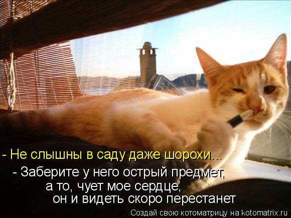 Котоматрица: - Не слышны в саду даже шорохи... - Заберите у него острый предмет, а то, чует мое сердце, он и видеть скоро перестанет
