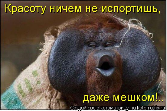 Красоту ничем не испортишь, даже мешком!..... Котоматрица: Красоту ничем не испортишь, даже мешком!..