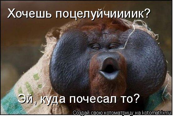 Эй, куда почесал то? Хочешь поцелуйчиииик?... Котоматрица: Эй, куда почесал то? Хочешь поцелуйчиииик?