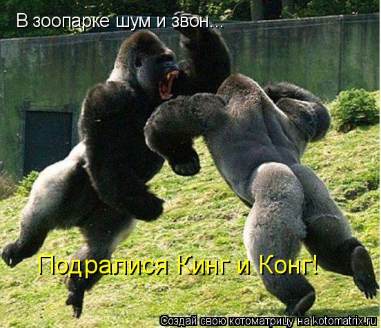 В зоопарке шум и звон... Подралися Кинг и Конг!... Котоматрица: В зоопарке шум и звон... Подралися Кинг и Конг!