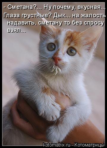 - Сметана?... Ну почему, вкусная... Глаза грустные? Дык... на жалость надавить, сметану то без спрос... Котоматрица: - Сметана?... Ну почему, вкусная... Глаза грустные? Дык... на жалость надавить, сметану то без спросу взял...
