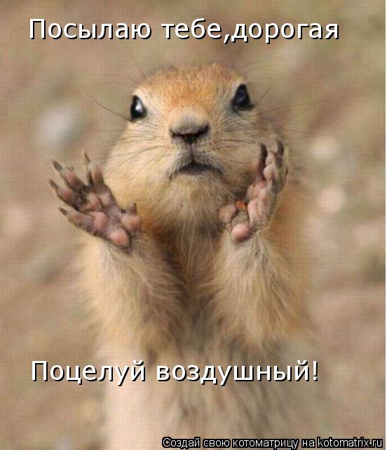 Посылаю тебе,дорогая Поцелуй воздушный!... Котоматрица: Посылаю тебе,дорогая Поцелуй воздушный!