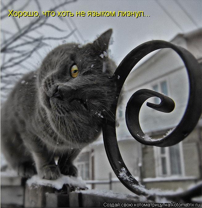 Котоматрица: Хорошо, что хоть не языком лизнул...