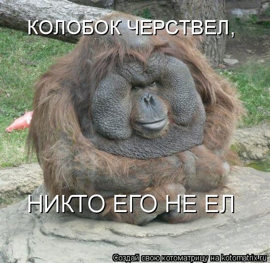Котоматрица: КОЛОБОК ЧЕРСТВЕЛ,  НИКТО ЕГО НЕ ЕЛ