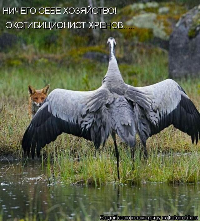 НИЧЕГО СЕБЕ ХОЗЯЙСТВО! ЭКСГИБИЦИОНИСТ ХРЕНОВ........ Котоматрица: НИЧЕГО СЕБЕ ХОЗЯЙСТВО! ЭКСГИБИЦИОНИСТ ХРЕНОВ.....
