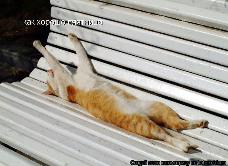 Котоматрица: как хорошо пяятница