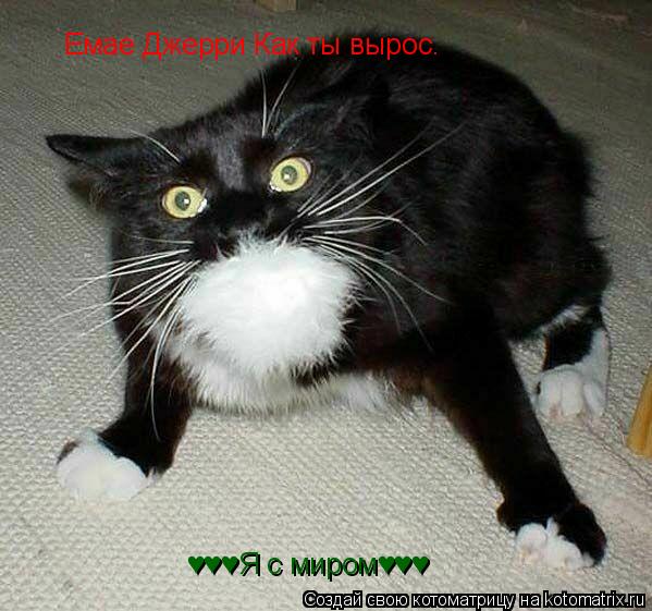 Котоматрица: Емае Джерри Как ты вырос. &#9829;&#9829;&#9829;Я с миром&#9829;&#9829;&#9829;