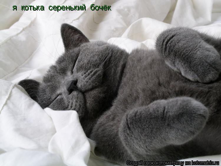 Котоматрица: я  котька  серенький  бочёк