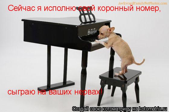 Котоматрица: Сейчас я исполню свой коронный номер,  сыграю на ваших нервах!