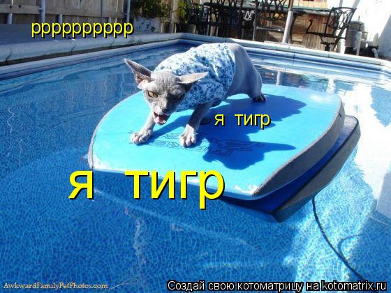 Котоматрица: рррррррррр  я  тигр  я  тигр