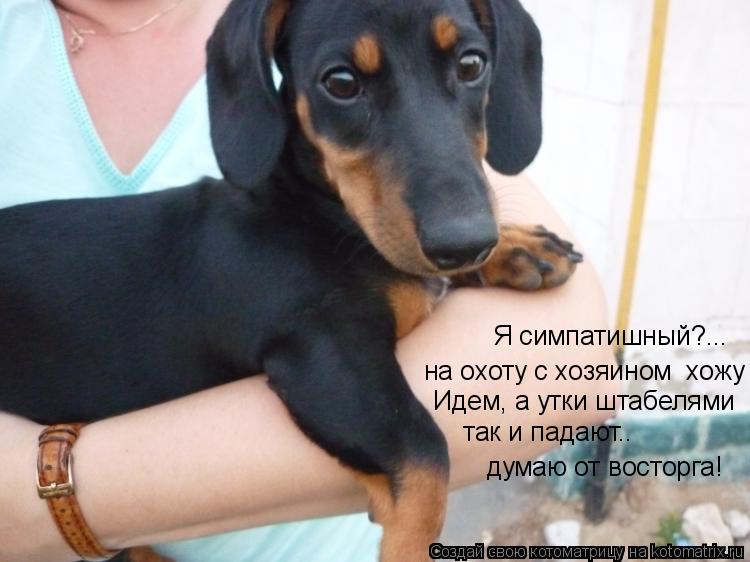 Котоматрица: Я симпатишный?... на охоту с хозяином  хожу  так и падают.. думаю от восторга! Идем, а утки штабелями