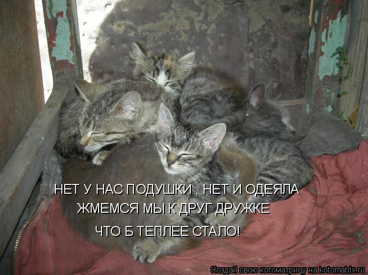НЕТ У НАС ПОДУШКИ , НЕТ И ОДЕЯЛА ЖМЕМСЯ МЫ К ДРУГ ДРУЖКЕ ЧТО Б ТЕПЛЕЕ СТАЛО!... Котоматрица: НЕТ У НАС ПОДУШКИ , НЕТ И ОДЕЯЛА ЖМЕМСЯ МЫ К ДРУГ ДРУЖКЕ ЧТО Б ТЕПЛЕЕ СТАЛО!