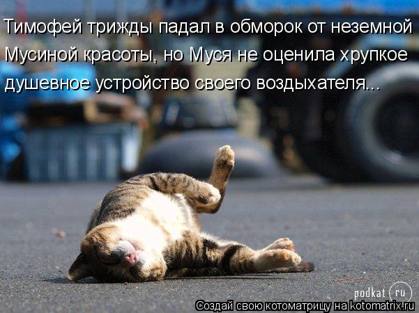 Тимофей трижды падал в обморок от неземной Мусиной красоты, но Муся не оценила хрупкое душевное уст... Котоматрица: Тимофей трижды падал в обморок от неземной Мусиной красоты, но Муся не оценила хрупкое душевное устройство своего воздыхателя...