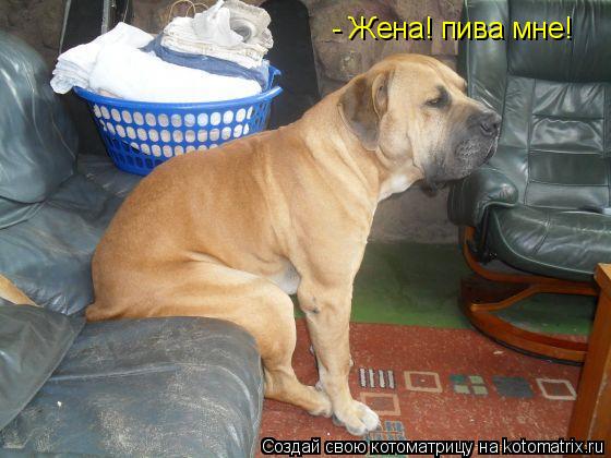 Котоматрица: - Жена! пива мне!