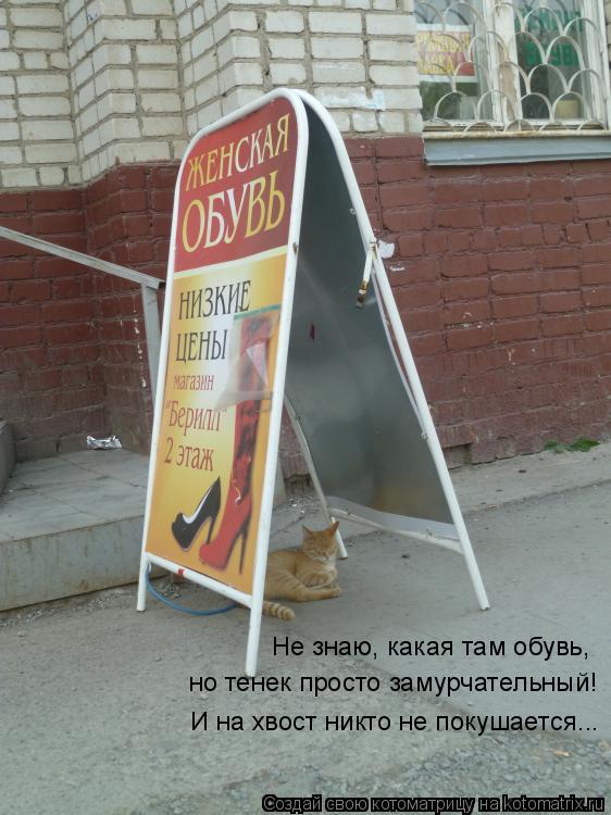 Котоматрица: Не знаю, какая там обувь, но тенек просто замурчательный! И на хвост никто не покушается...