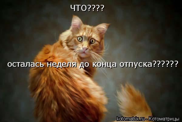 Котоматрица: ЧТО????  осталась неделя до конца отпуска??????