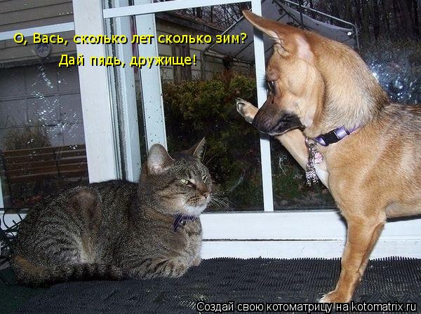 Котоматрица: О, Вась, сколько лет сколько зим? Дай пядь, дружище!