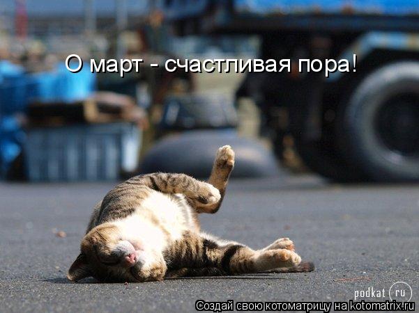 Котоматрица: О март - счастливая пора!