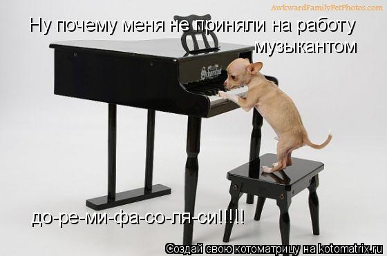 Котоматрица: до-ре-ми-фа-со-ля-си!!!!! Ну почему меня не приняли на работу  музыкантом