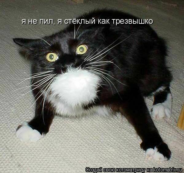я не пил, я стёклый как трезвышко... Котоматрица: я не пил, я стёклый как трезвышко