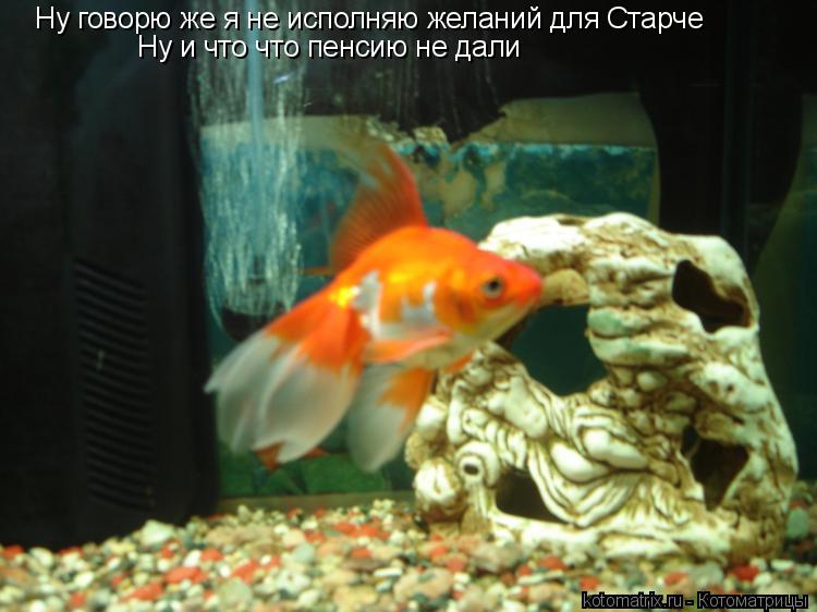 Котоматрица: Ну говорю же я не исполняю желаний для Старче Ну и что что пенсию не дали