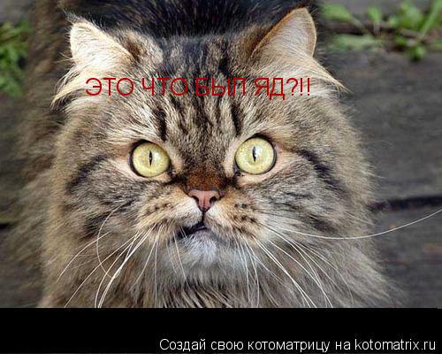 Котоматрица: ЭТО ЧТО БЫЛ ЯД?!!