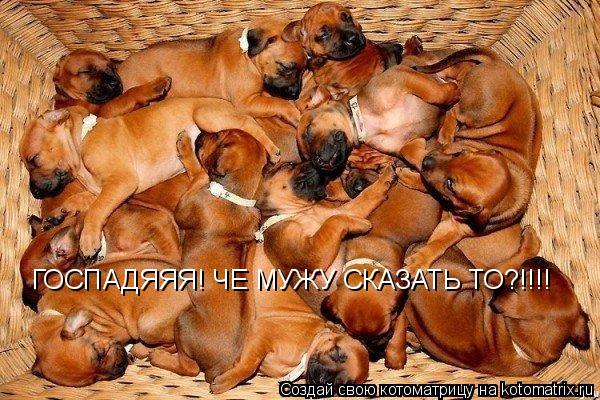 ГОСПАДЯЯЯ! ЧЕ МУЖУ СКАЗАТЬ ТО?!!!!... Котоматрица: ГОСПАДЯЯЯ! ЧЕ МУЖУ СКАЗАТЬ ТО?!!!!