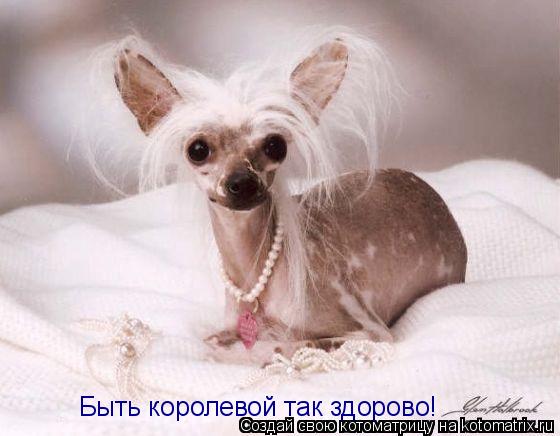 Котоматрица: Быть королевой так здорово!