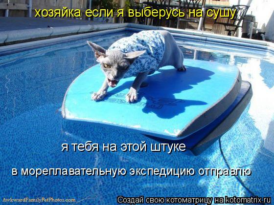 Котоматрица: хозяйка если я выберусь на сушу я тебя на этой штуке  в мореплавательную экспедицию отправлю