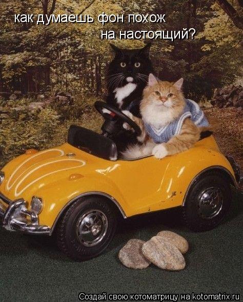 Котоматрица: как думаешь фон похож  на настоящий?