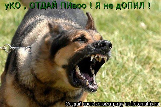 Котоматрица: ©уКО , ОТДАЙ ПИвоо ! Я не дОПИЛ !