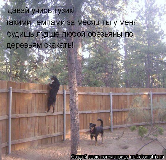Котоматрица: давай учись тузик! такими темпами за месяц ты у меня будишь лудше любой обезьяны по  деревьям скакать!