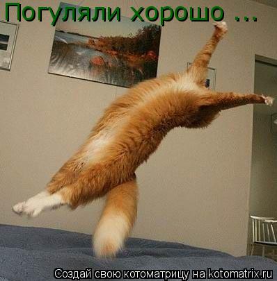 Котоматрица: Погуляли хорошо ...
