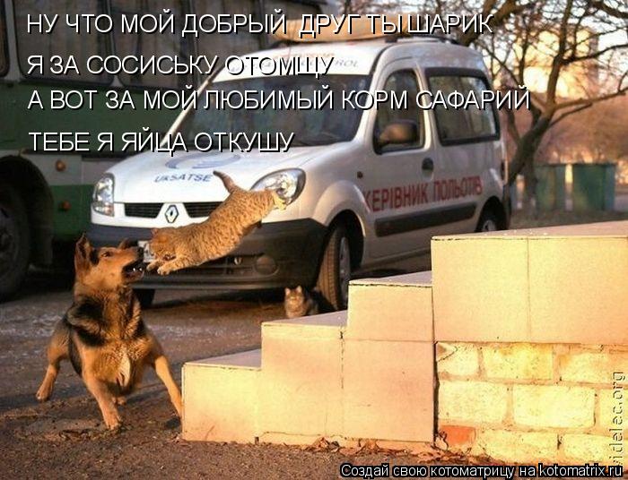 Котоматрица: НУ ЧТО МОЙ ДОБРЫЙ  ДРУГ ТЫ ШАРИК  НУ ЧТО МОЙ ДОБРЫЙ  ДРУГ ТЫ ШАРИК  Я ЗА СОСИСЬКУ ОТОМЩУ А ВОТ ЗА МОЙ ЛЮБИМЫЙ КОРМ САФАРИЙ  ТЕБЕ Я ЯЙЦА ОТКУШУ