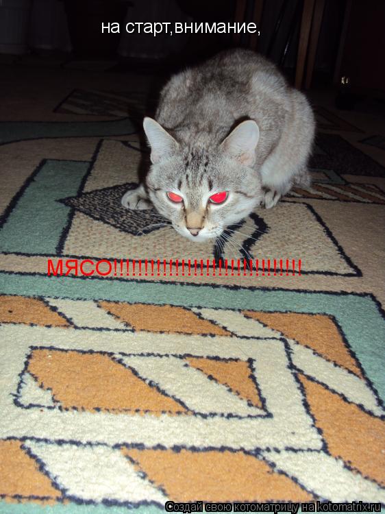 Котоматрица: на старт,внимание, МЯСО!!!!!!!!!!!!!!!!!!!!!!!!!!!!!!!