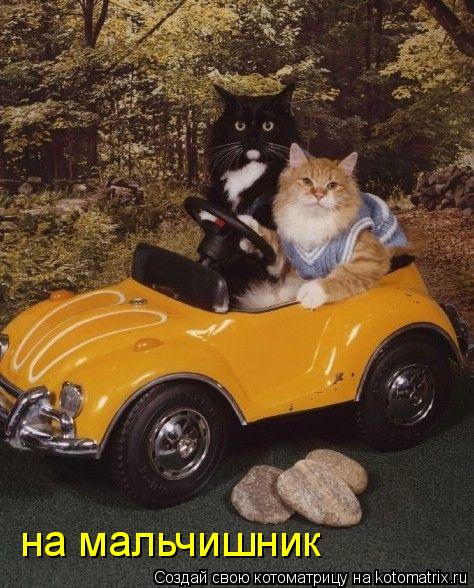 Котоматрица: на мальчишник