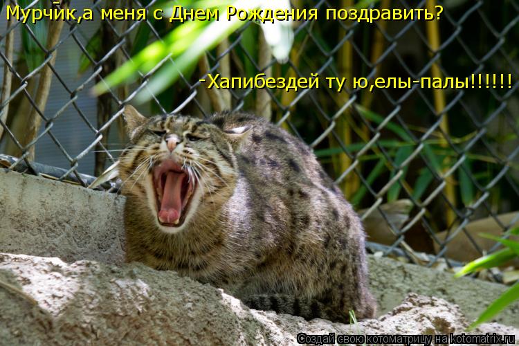 Котоматрица: Хапибездей ту ю,елы-палы!!!!!! Мурчик,а меня с Днем Рождения поздравить? - -