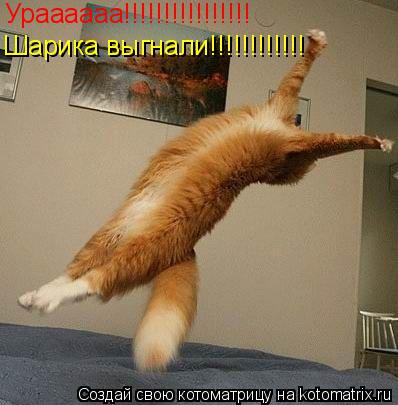 Котоматрица: Ураааааа!!!!!!!!!!!!!!!! Шарика выгнали!!!!!!!!!!!!