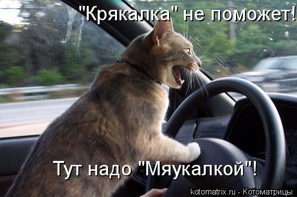 Котоматрица: "Крякалка" не поможет! Тут надо "Мяукалкой"!