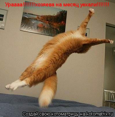 Котоматрица: Ураааа!!!!!!!хозяева на месяц уехали!!!!!!!