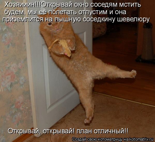 Котоматрица: Хозяииин!!!Открывай окно соседям мстить  будем, мы её полетать отпустим и она приземлится на пышную соседкину шевелюру Открывай, открывай! п