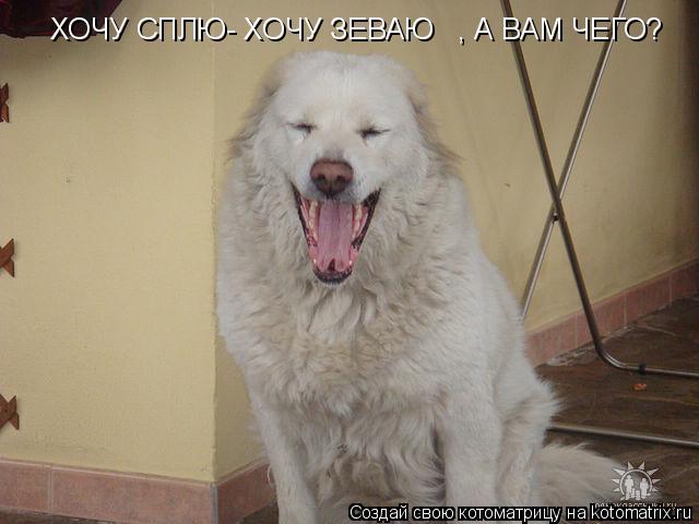 Котоматрица: ХОЧУ СПЛЮ- ХОЧУ ЗЕВАЮ   , А ВАМ ЧЕГО?