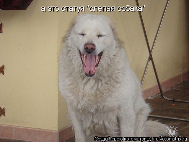Котоматрица: а это статуя "слепая собака"