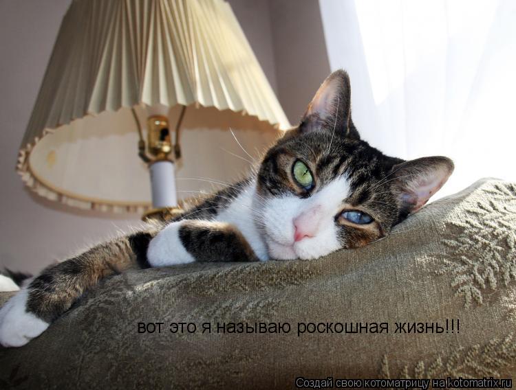 Котоматрица: вот это я называю роскошная жизнь!!!