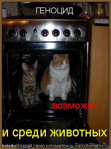 ГЕНОЦИД возможен и среди животных... Котоматрица: ГЕНОЦИД возможен и среди животных