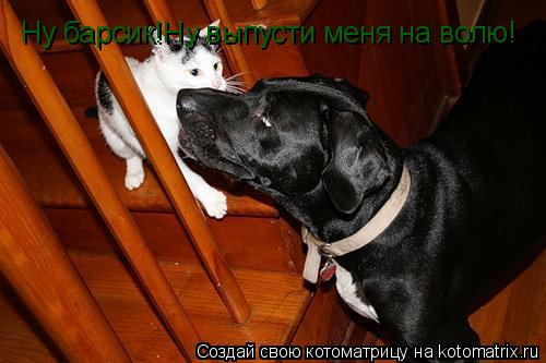 Котоматрица: Ну барсик!Ну выпусти меня на волю!